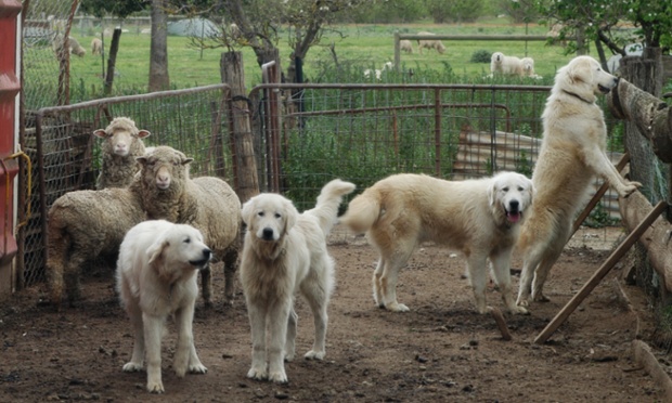 Maremma dogs with sheep