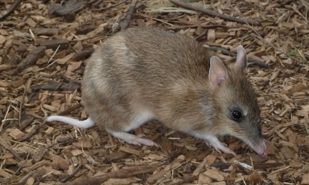 Eastern barred bandicoot