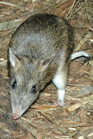 Eastern barred bandicoot