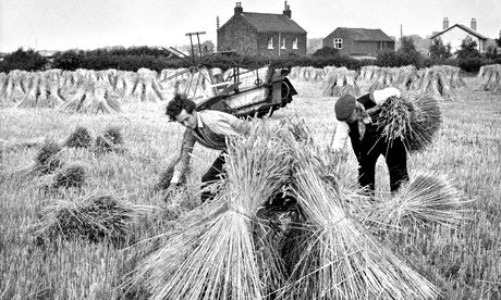 Bringing in the harvest yesterdays way
