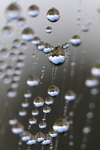'Potential energy of dewdrops on a spider's web: The slightest nudge will cause the surface tension to break and the water to spill.'