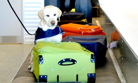 Police apologise for leaving plastic explosive in suitcase at Sydney airport