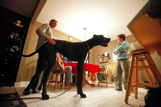 Owner Kevin Doorlag pats Zeus, then aged two, as he and Denise Doorlag (R) listen to Julie Wojtaszek, a dog trainer from Bark Busters Home Dog Training at their home in Otsego, Michigan