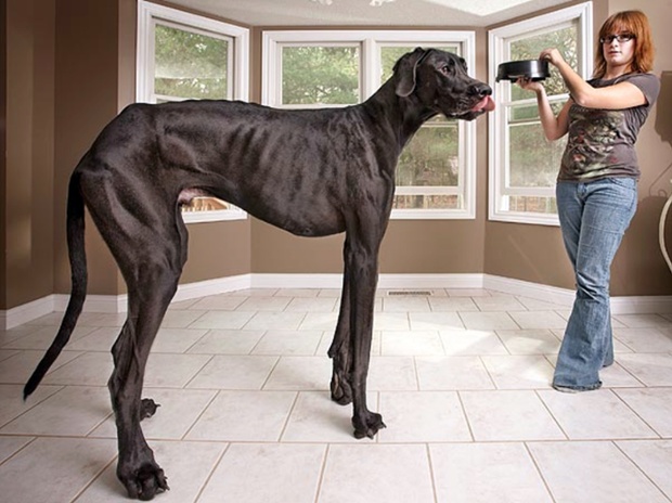 Zeus, the tallest doeg in the world with his owner Denise Doorlag.