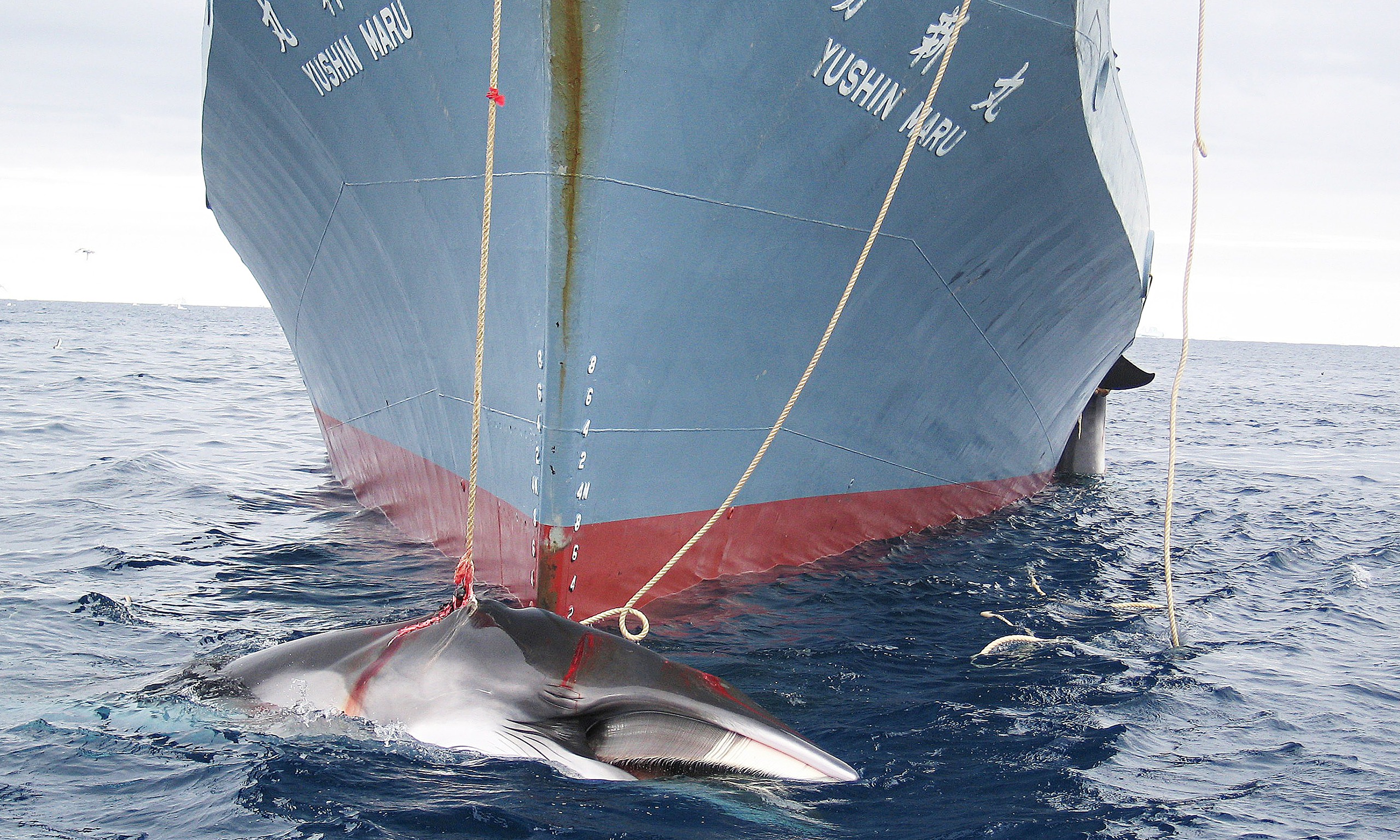 When Was Whaling Banned In Australia