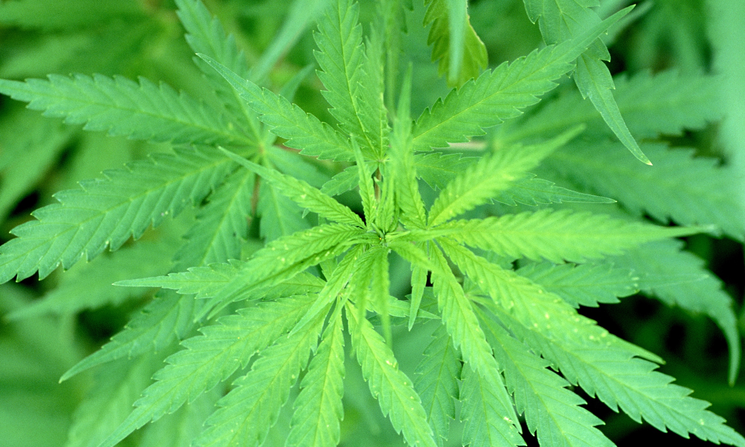 Dog Collars Made During Hemp