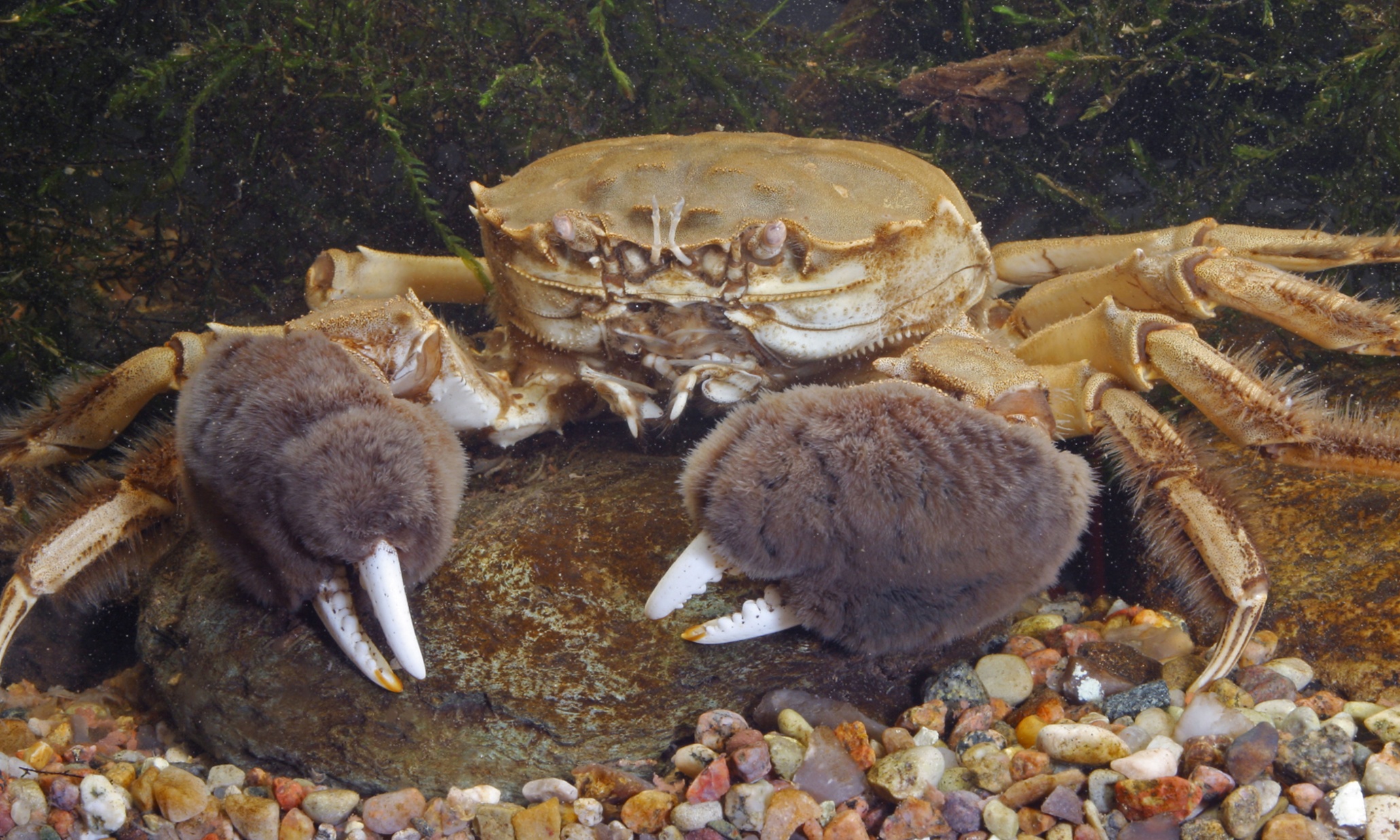 invasive-chinese-mitten-crab-found-in-scotland-prompts-salmon-fears