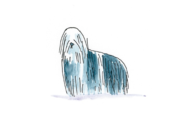 Bearded Collie: This beardy is no weirdy.