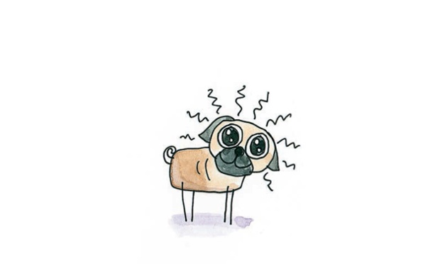 Pug: Happy, affectionate and mischievous dogs.