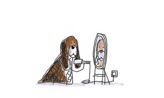 Springer Spaniel: Utterly and fabulously crazy. 