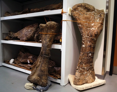 Descoberta do dinossauro: Um osso úmero, direito, e um osso da tíbia de um poderoso dreadnaughtus esqueleto schrani na Universidade de Drexel, na Filadélfia.