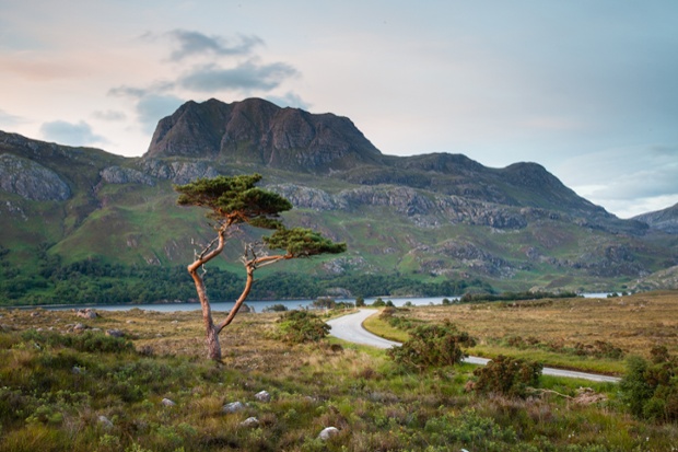 A pine tree standing in front of Loch Maree and Slioch.