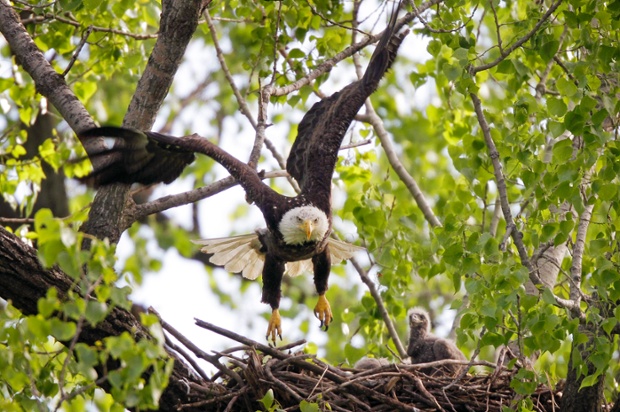 A bald eagle flies from its nest as an eaglet looks on, , April 17, 2012, at Gray's Lake Park in Des Moines, Iowa.