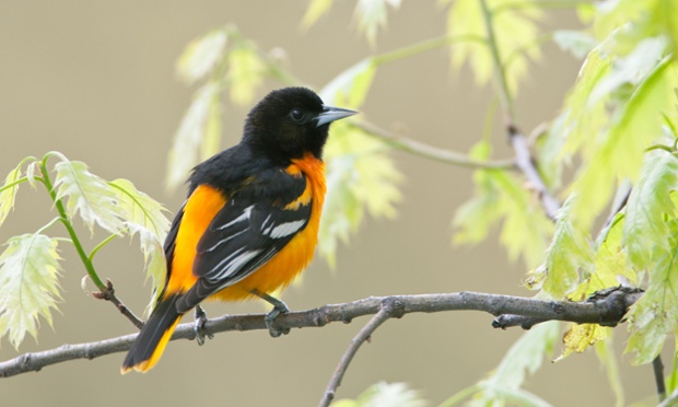 Baltimore Oriole in Oak Tree