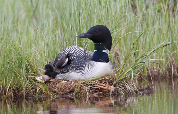 Common loon (Gavia immer), adult with chick on nest.. The less-than-a-day old chick is next to the