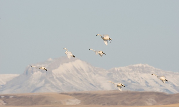 Whistling Tundra Swan; Olor coumbianus Montana Rocky Mountains