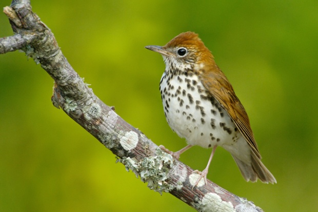 20 Sep 2011, Texas, USA --- Wood Thrush (Hylocichla mustelina), Texas -