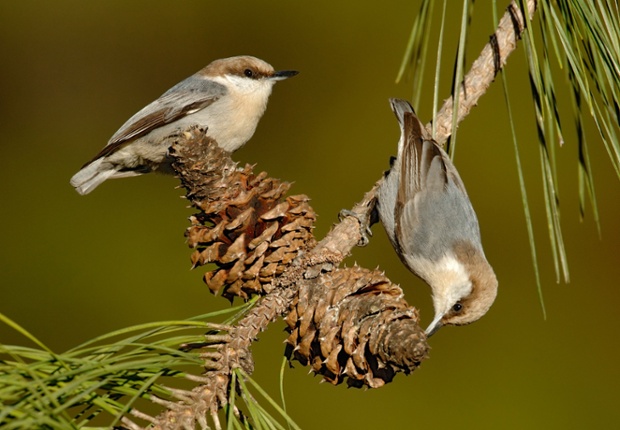 21 Sep 2011, Texas, USA --- Brown-headed Nuthatch (Sitta pusilla) pair foraging on pine cones, Texas
