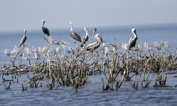 Brown pelicans sit on dead mangrove on Cat Island, a former nesting ground which has mostly eroded into the bay, in Barataria Bay in Plaquemines Parish, La.,Sept. 27, 2013.