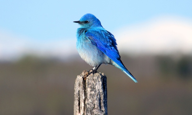 blue bird 歌词(日文 中文翻译 罗马音)