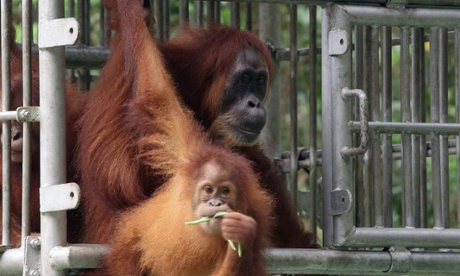 Orangutans Gober (back) and her infant Ginting upon their release to a conservation forest in Aceh as part of a reintroduction project.