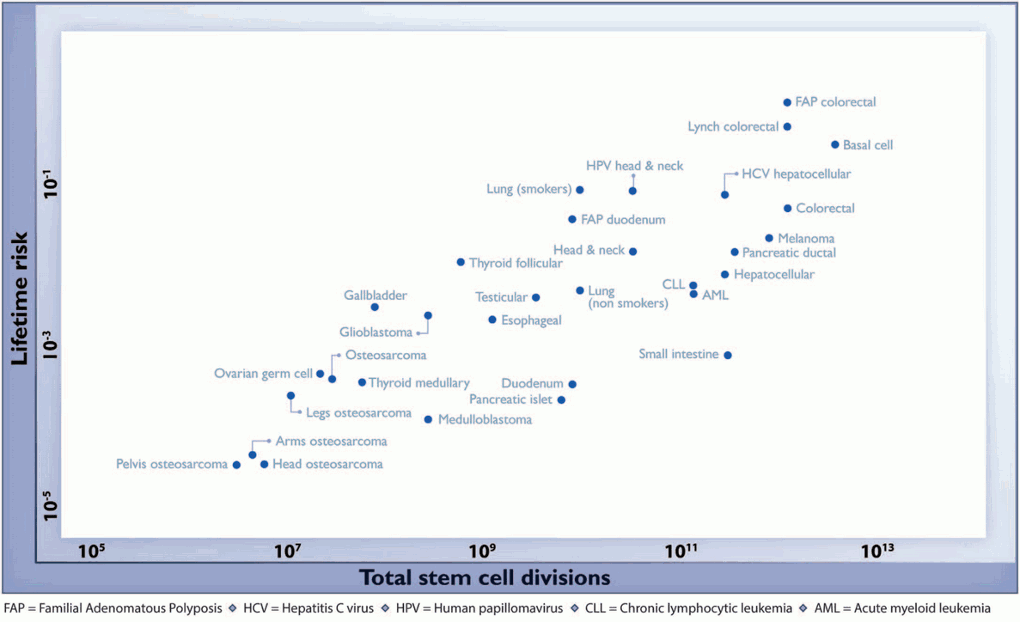 Cancer rate risk versus total stem cell divisions.