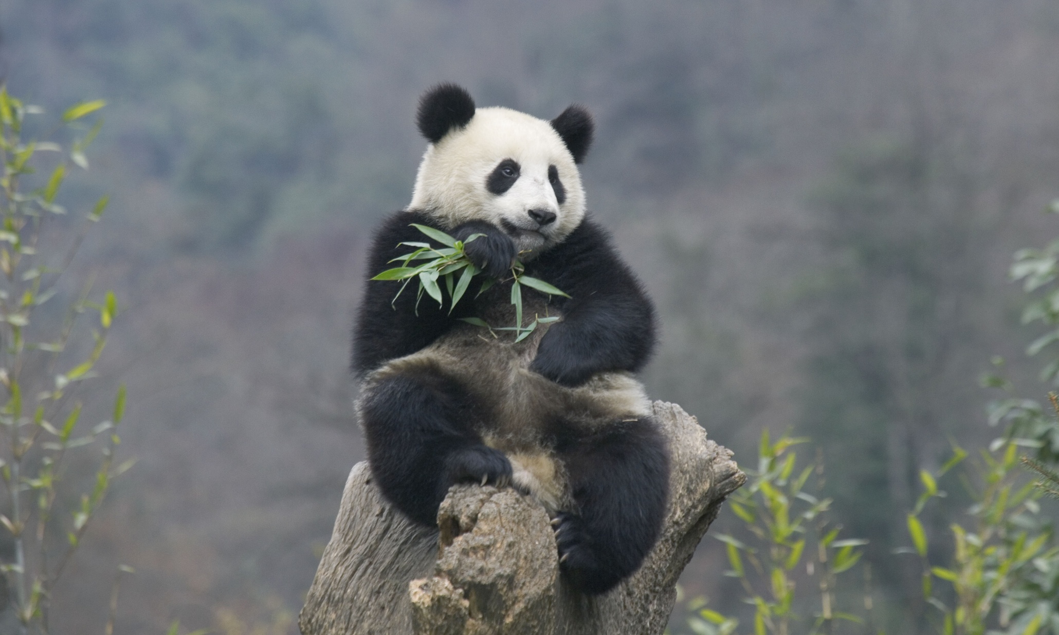 Когда вышла 1 панда. Панда в Китае. Большая Панда в Китае. Евразия Панда. Большая Панда в Евразии.