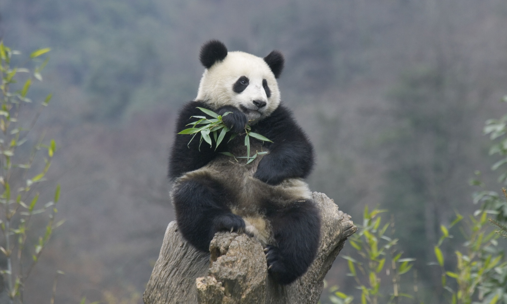 how-many-giant-pandas-are-there-science-the-guardian