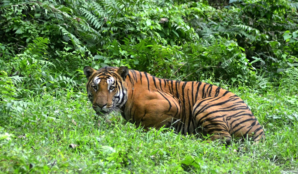 South China tiger population rises amid conservation efforts, Article