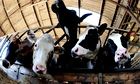 Holstein-cows-on-a-dairy--006.jpg
