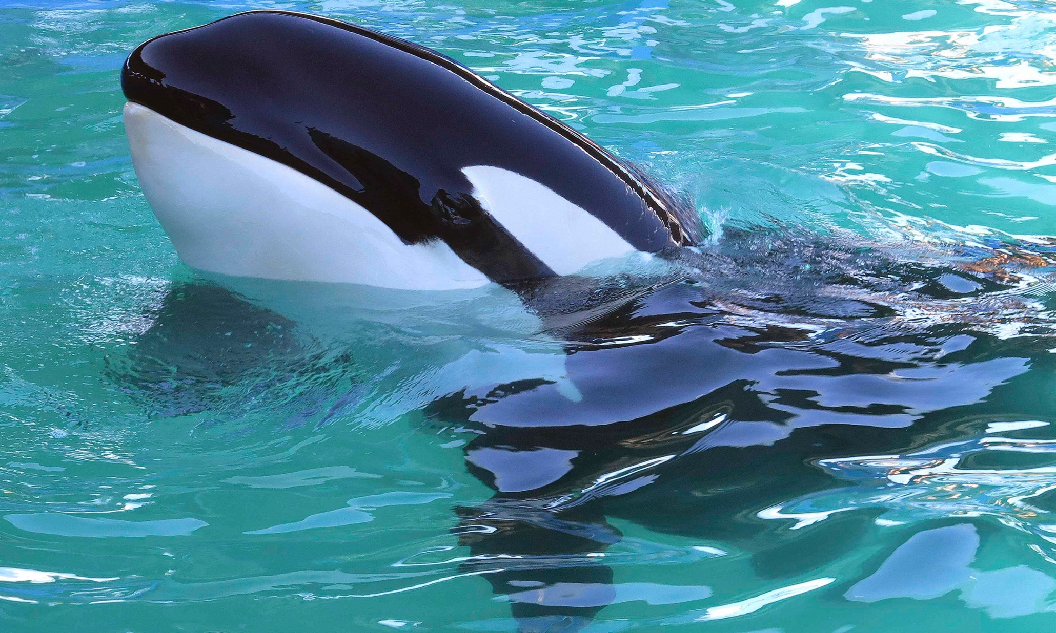 Lolita the killer whale closer to freedom with inclusion on endangered list