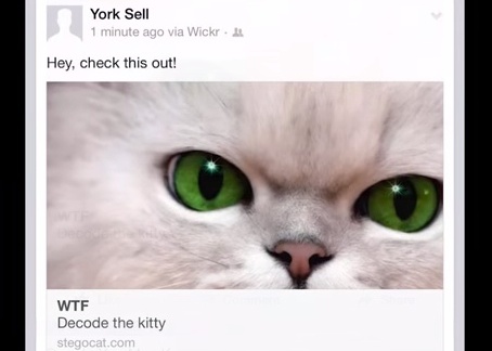 WTF? Wickr goes cat crazy to keep photos under cover