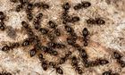 Would you eat insects?