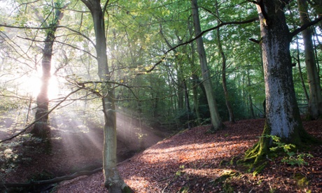 Ashdown forest