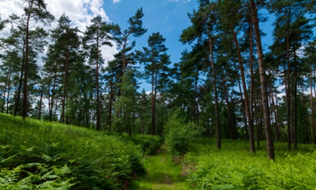 The Fontainbleau's forest