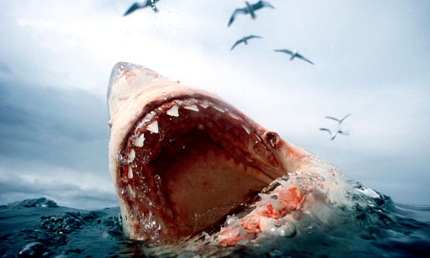 Deadly shark attacks plummet to just three worldwide in 2014