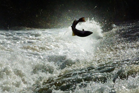 Salmon try to jump to the top of the Could Weir, Selkirk during their long journey up the Tweed river in the Scottish Borders.