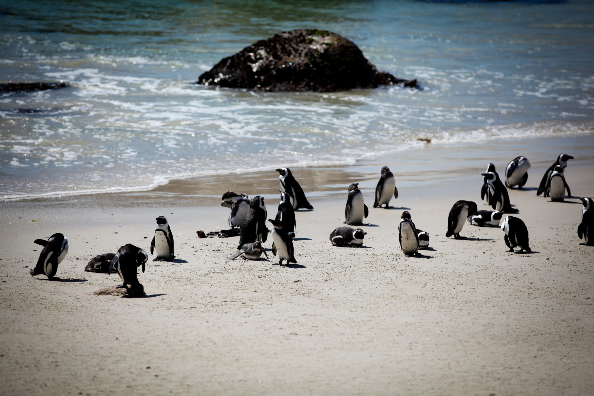 Колония пингвинов в ЮАР