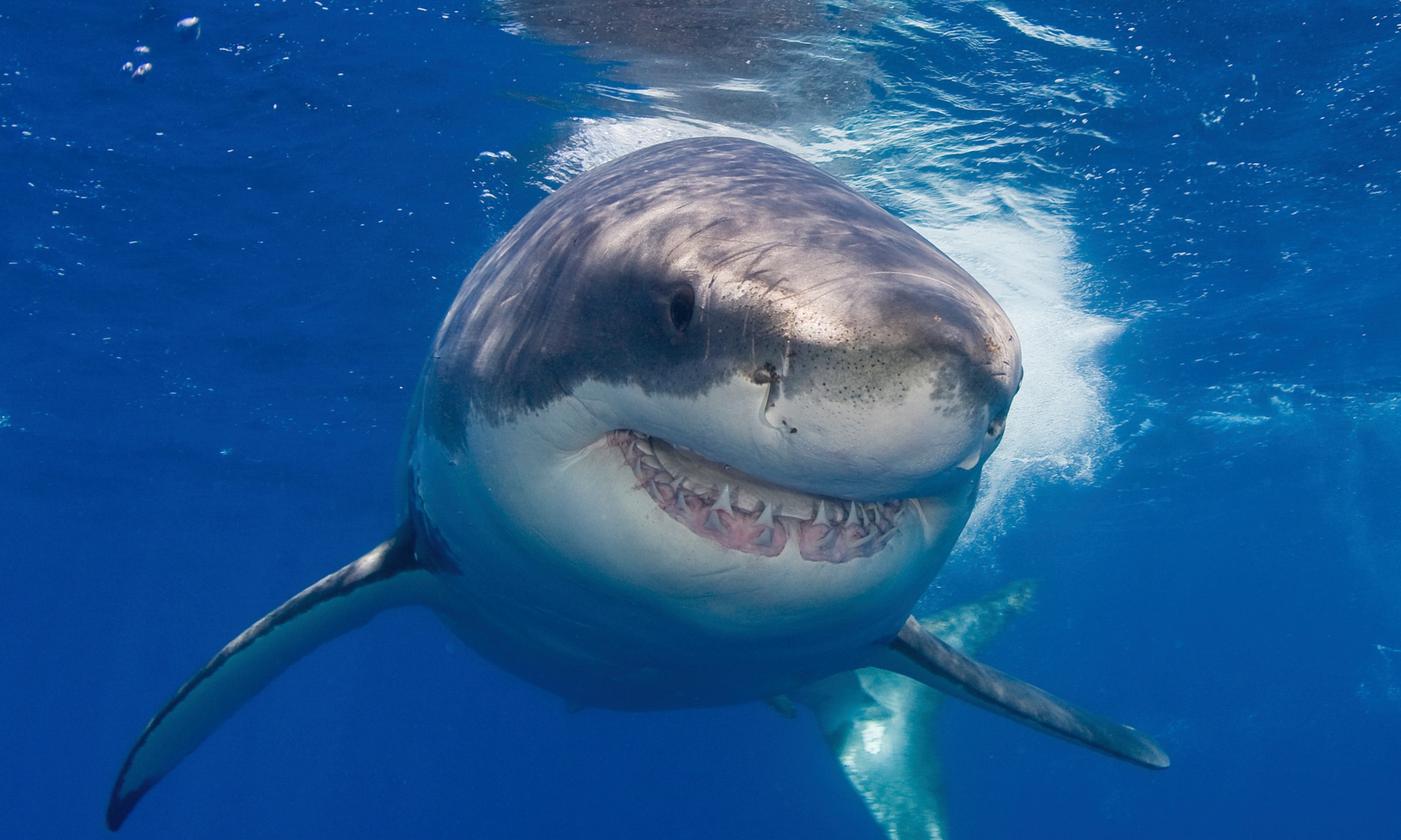 Surfer Dies After Losing Legs In Sixth Fatal Australian Shark Attack In