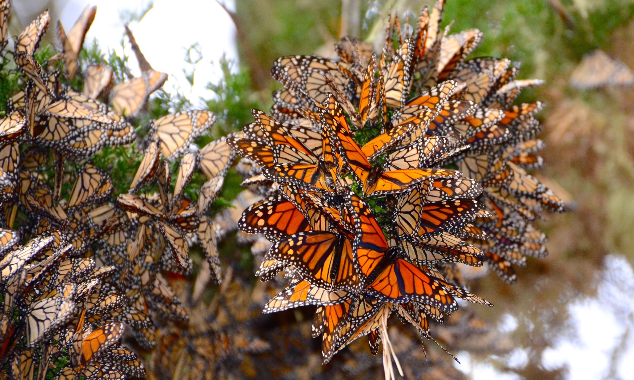 Do Monarch Butterflies Fly South For The Winter