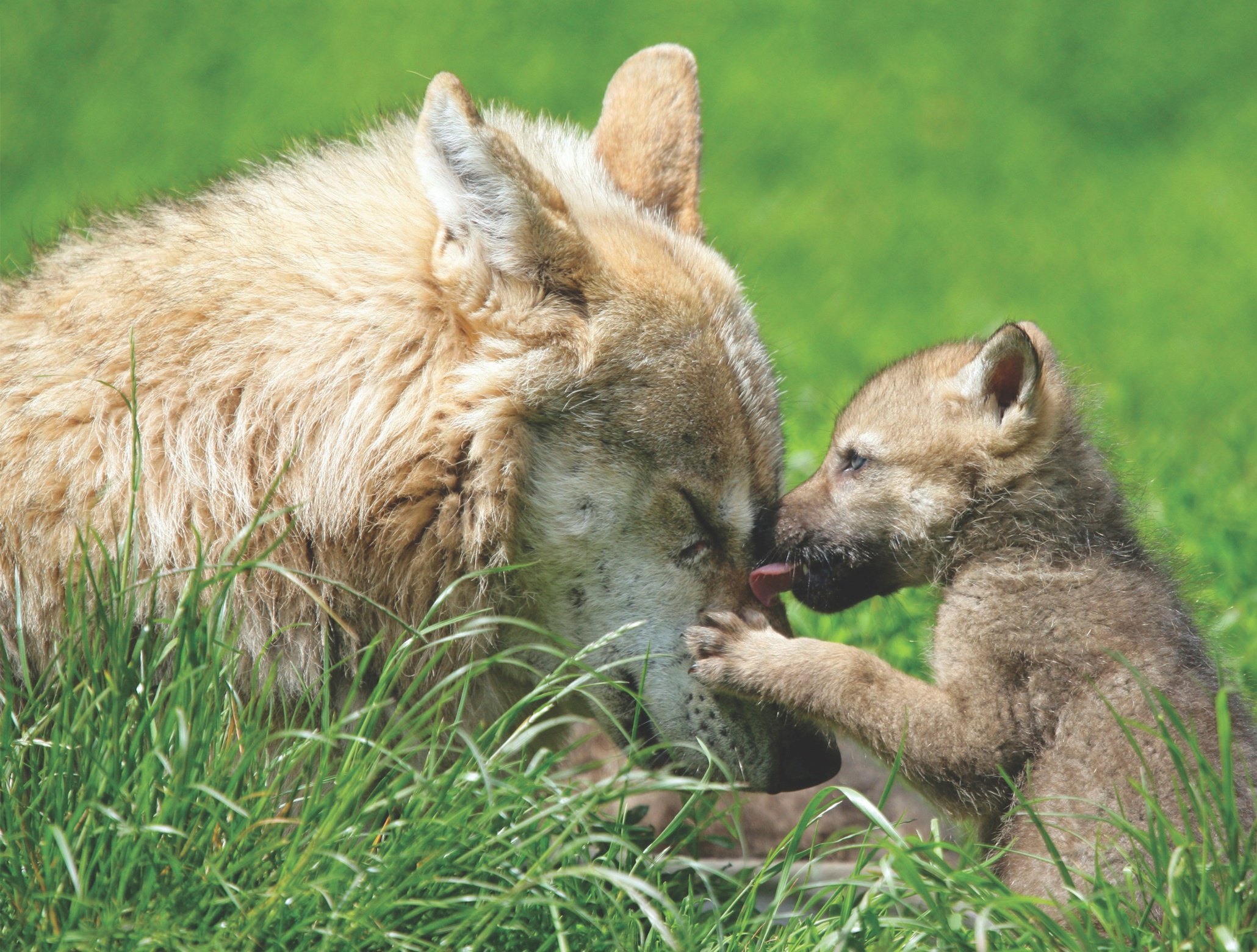 I love my mum: the cutest animal babies and their mums – in pictures ... Cute Baby Arctic Wolf