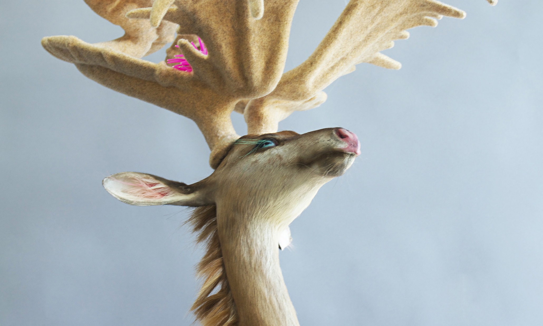 Designer animals: scary science or superb satire?