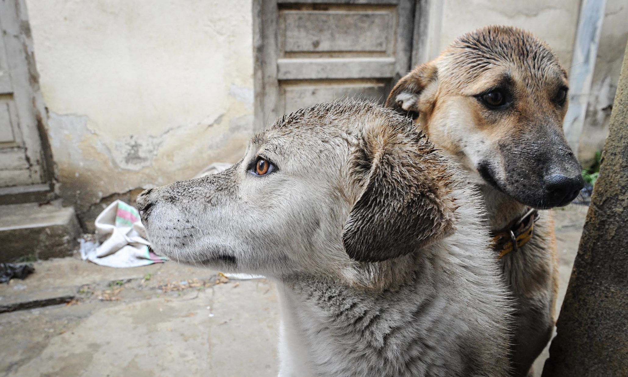 stray-dogs-from-kabul-are-easier-to-save-than-our-former-afghan