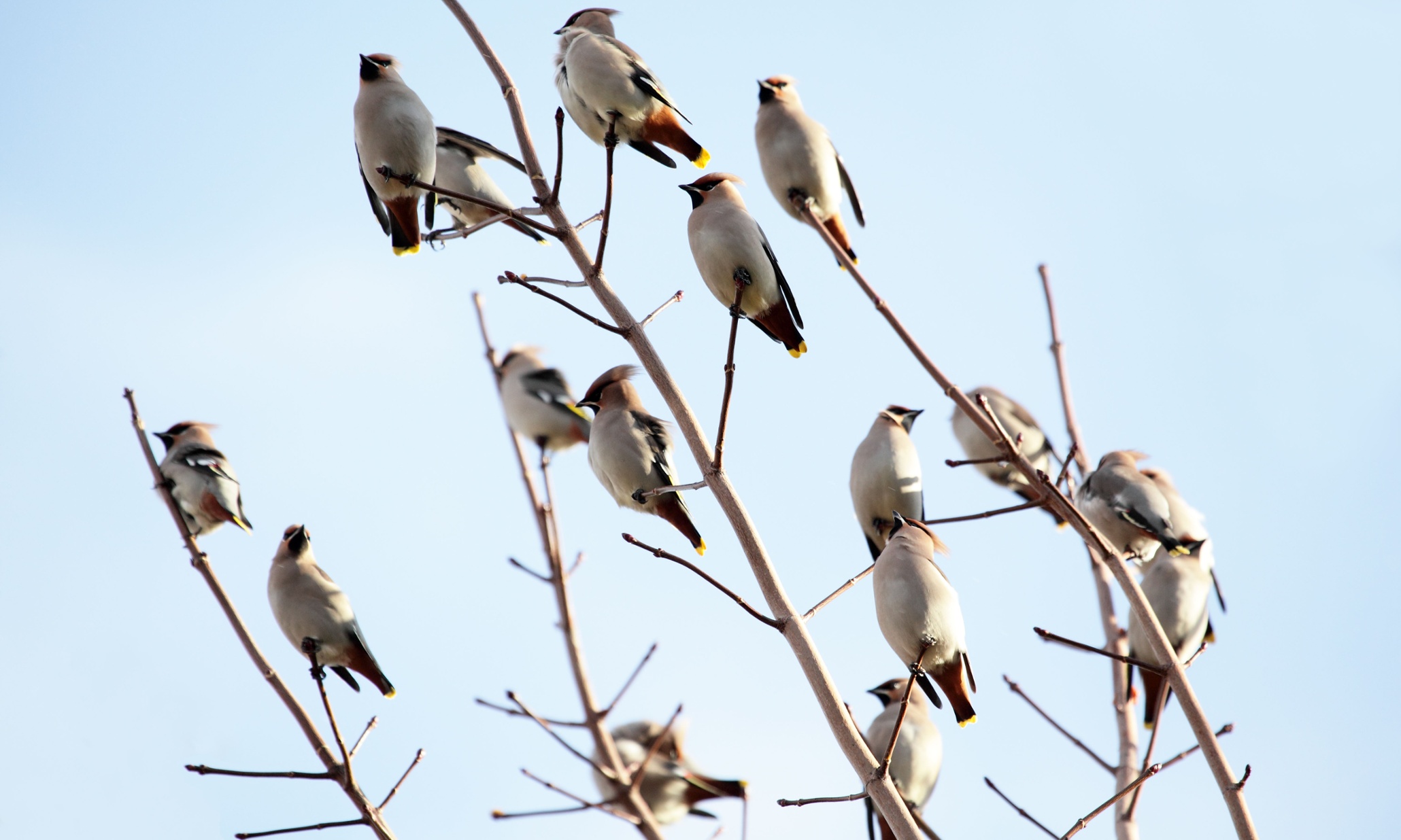 Why will we pay $80 to save 2,000 birds but only $8 more to save 200,000?