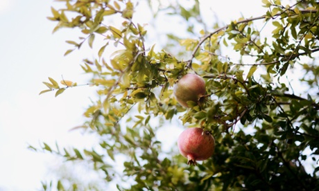 Autumn is the season for pomegranates.