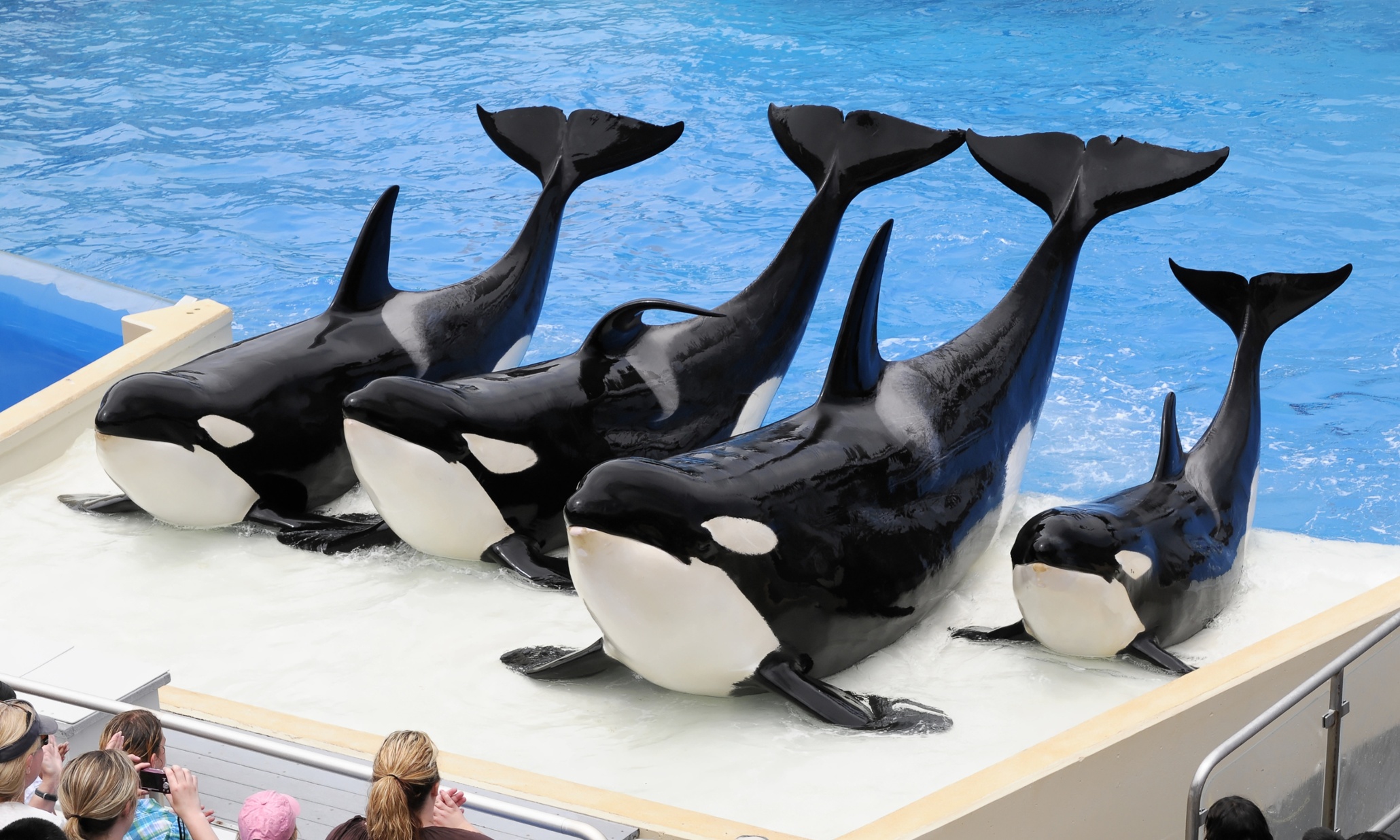 SeaWorld defends animal handling in PR drive after Blackfish dents revenue
