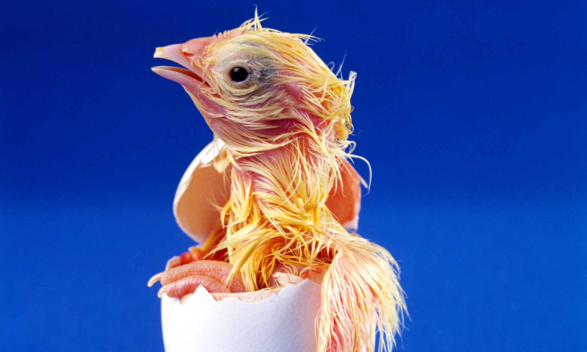 how-does-a-chick-breathe-in-the-egg-science-the-guardian