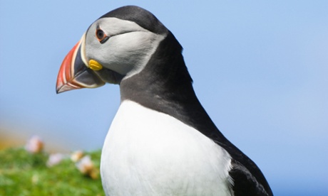 A puffin