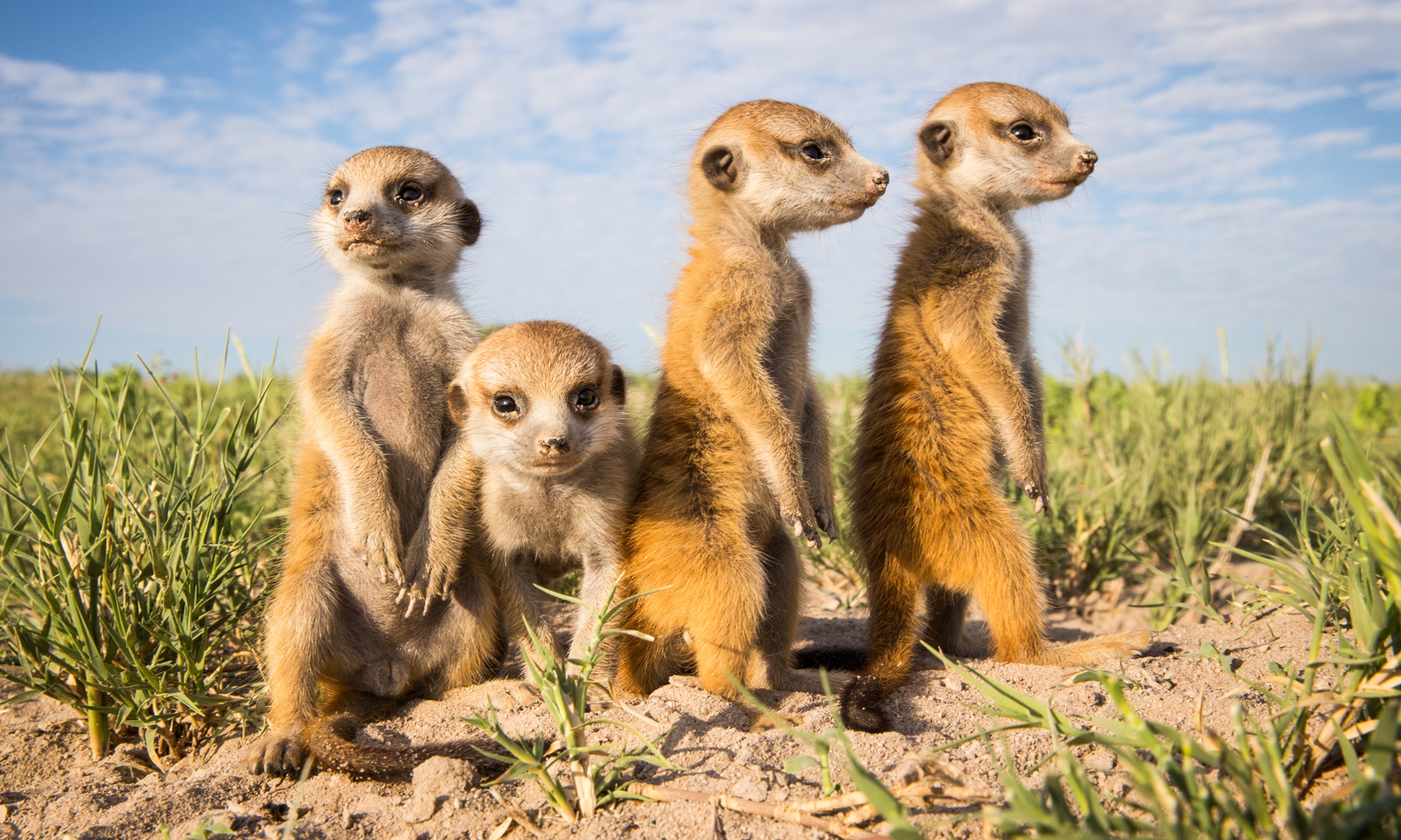 Tech journalists may have been wrong about Meerkat but they're right to get excited about new apps