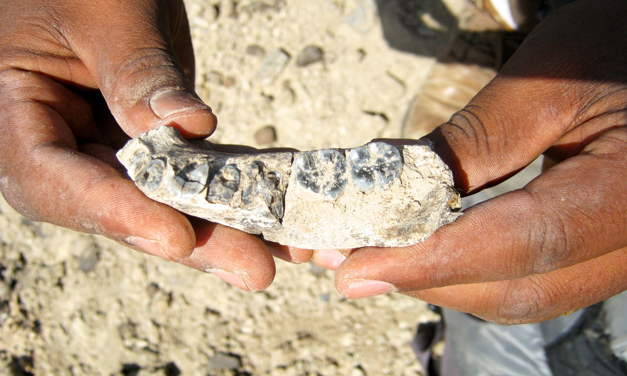 Jaw Bone Fossil Discovered In Ethiopia Is Oldest Known Human Lineage 